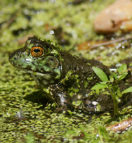 Grenouille Taureau