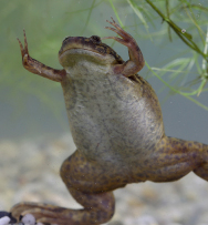 The African clawed frog